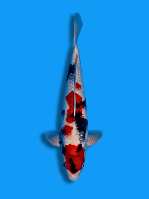 Ginrin Showa | Koi&Co.